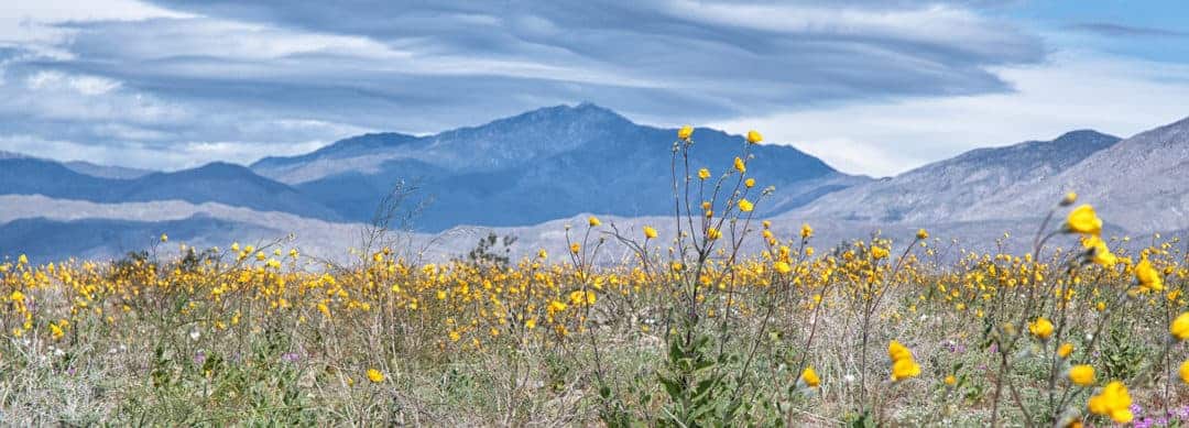 Back to Borrego Springs for More Wildflowers!