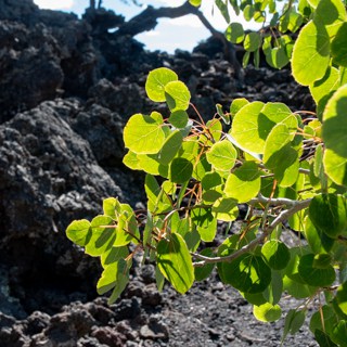 Backlit aspen leafs on the Lava Flow trail