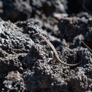 Lizard basking in the sun on black lava rock at Lenox Crater trail