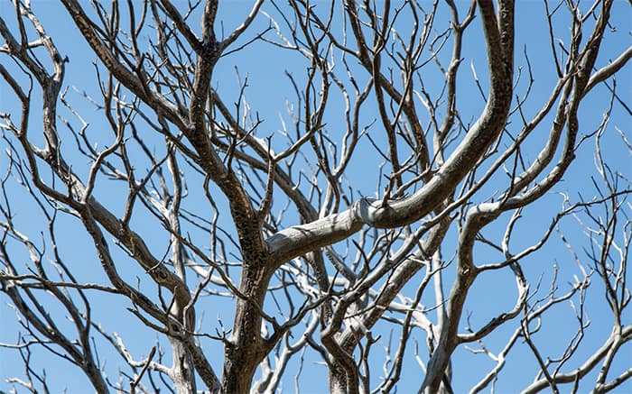 Closeup image of bare tree branches against a blue sky