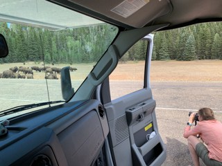 Karin taking photos of buffalo from a safe distance